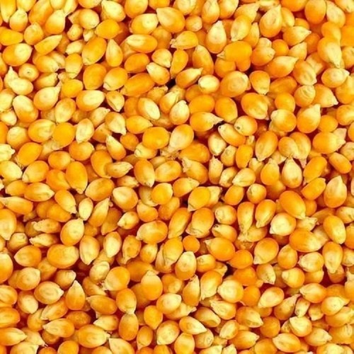 Corn(மக்கா சோலம்) 1kg
